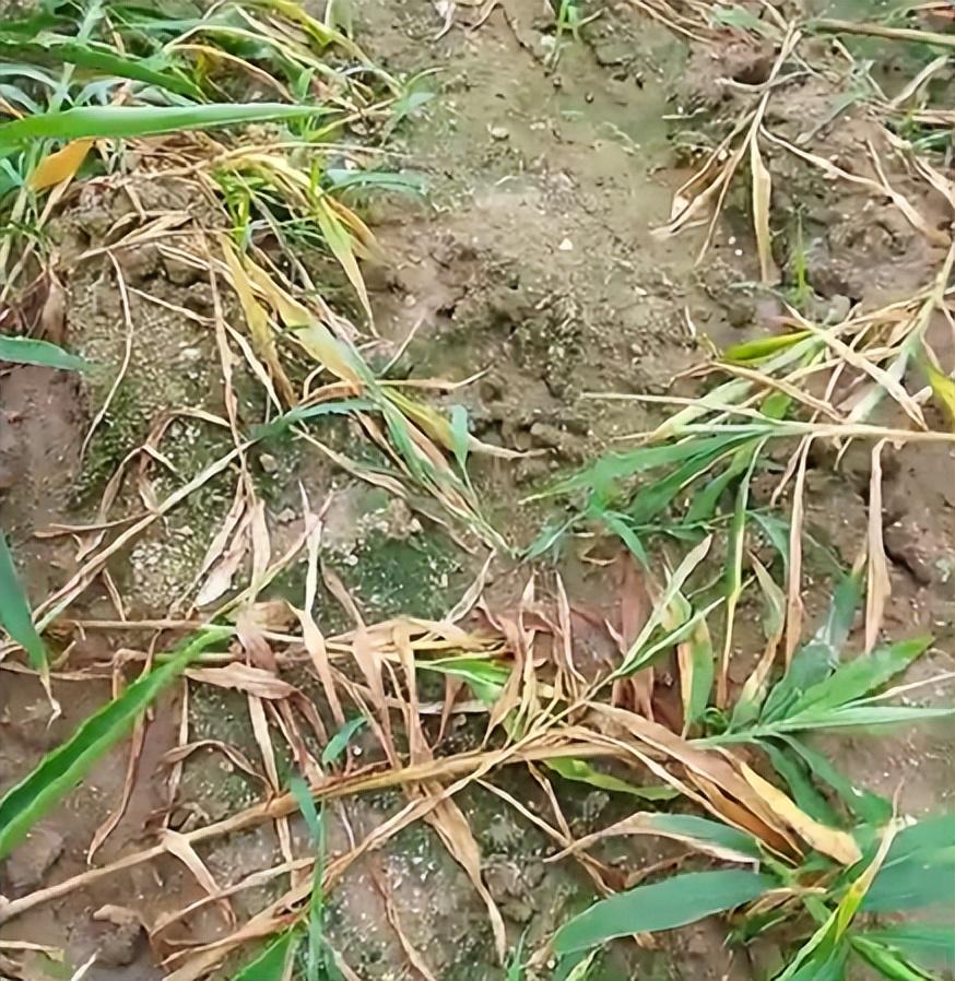 姜瘟還是根腐？大姜澇害黃葉死棵怎么辦？